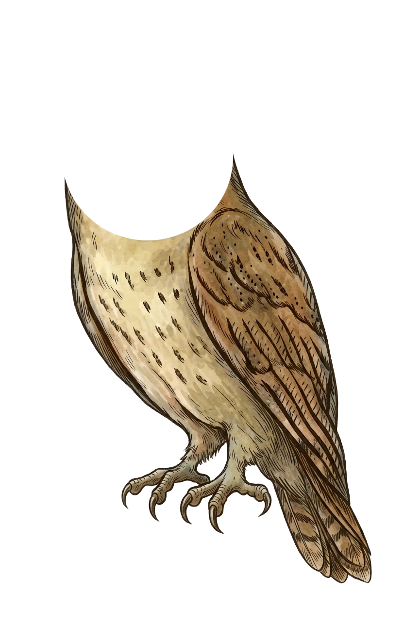 Owl Body