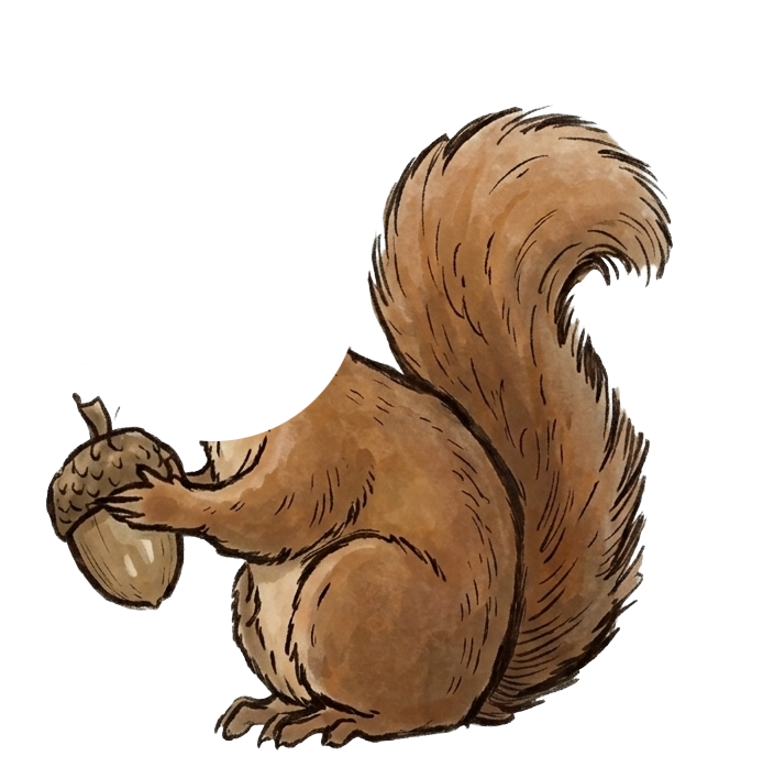 Squirrel Body