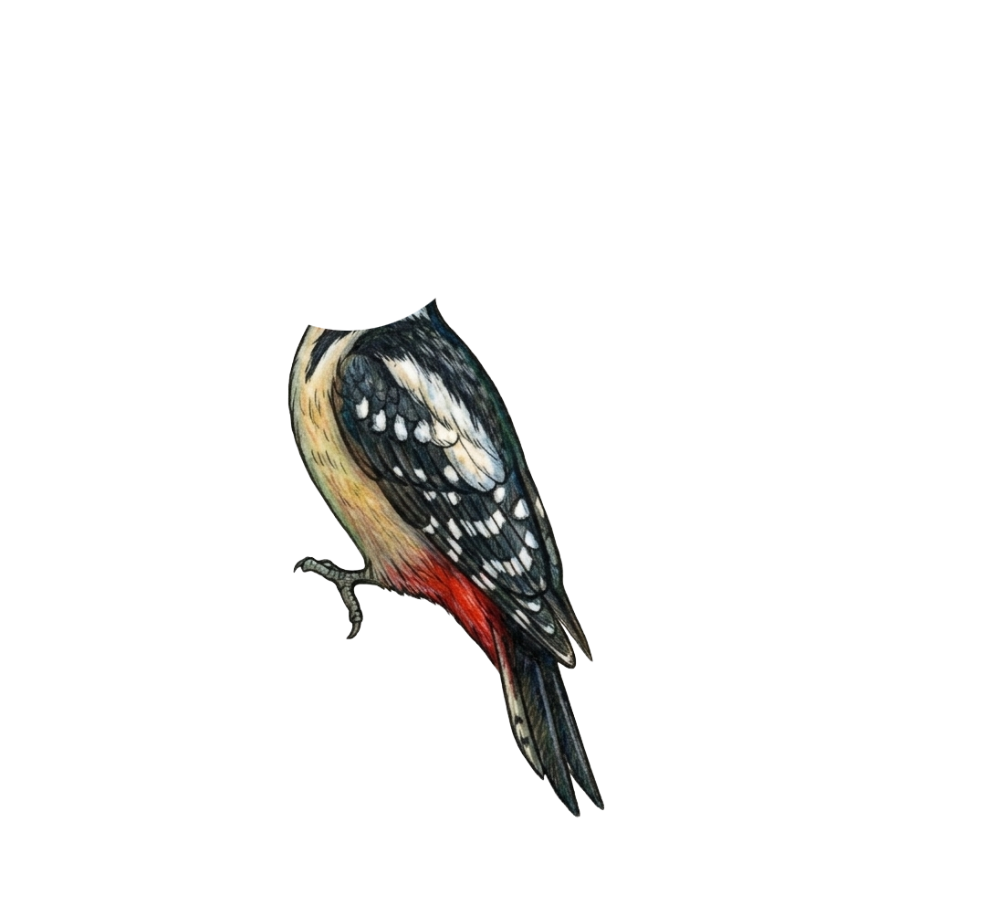 Woodpecker Body