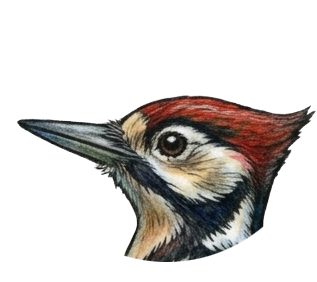 Woodpecker Head